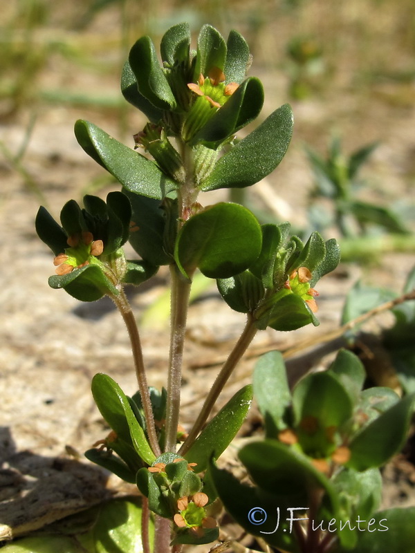 Lythrum borysthenicum.02