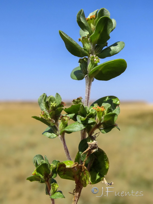 Lythrum borysthenicum.05