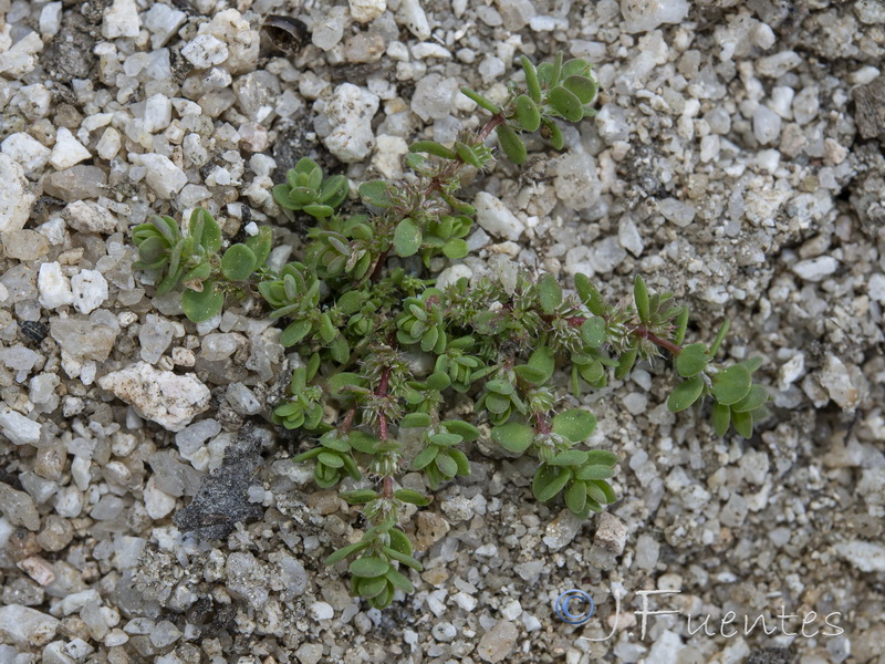 Lythrum borysthenicum.03