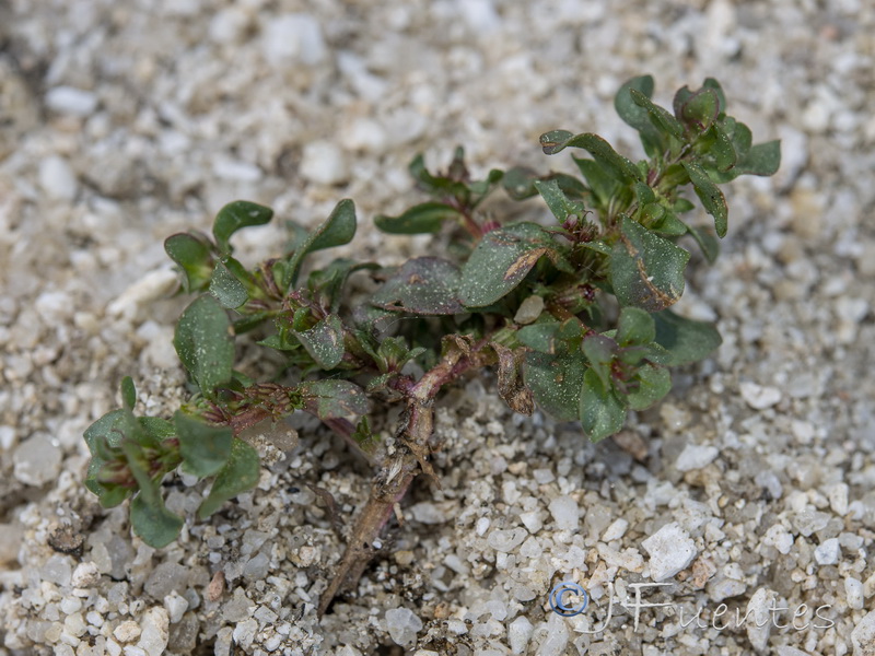 Lythrum borysthenicum.08