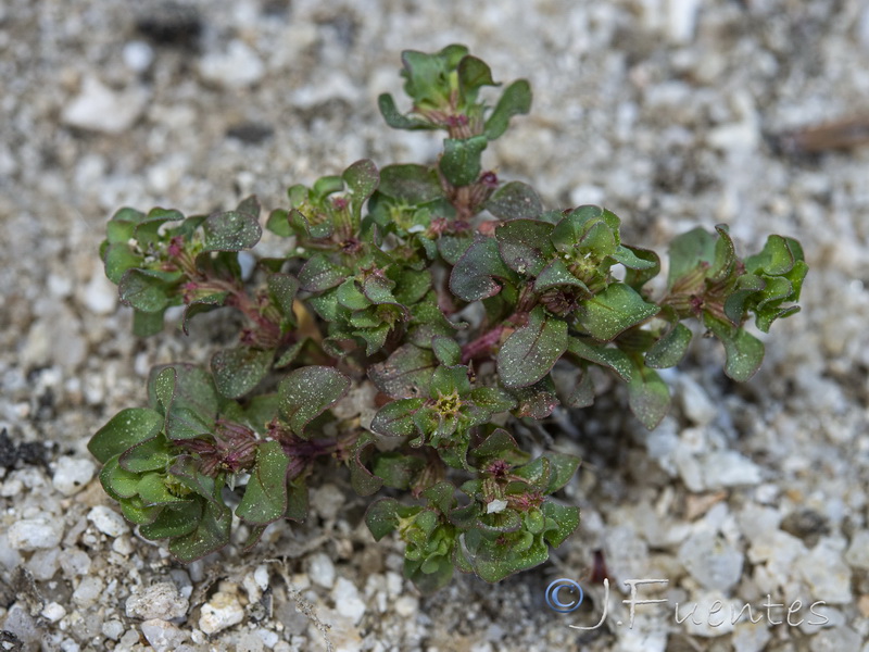 Lythrum borysthenicum.09