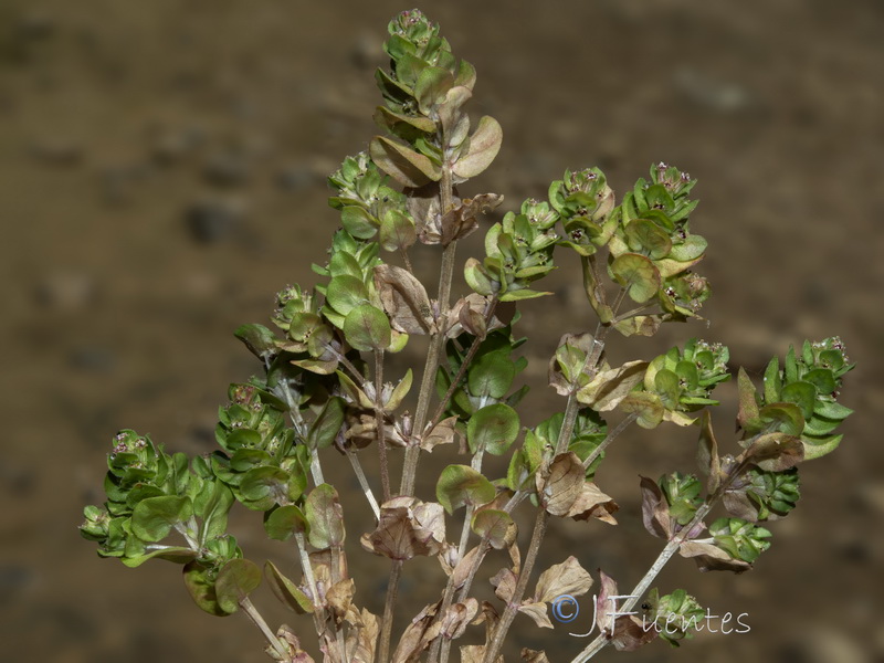 Lythrum borysthenicum.14