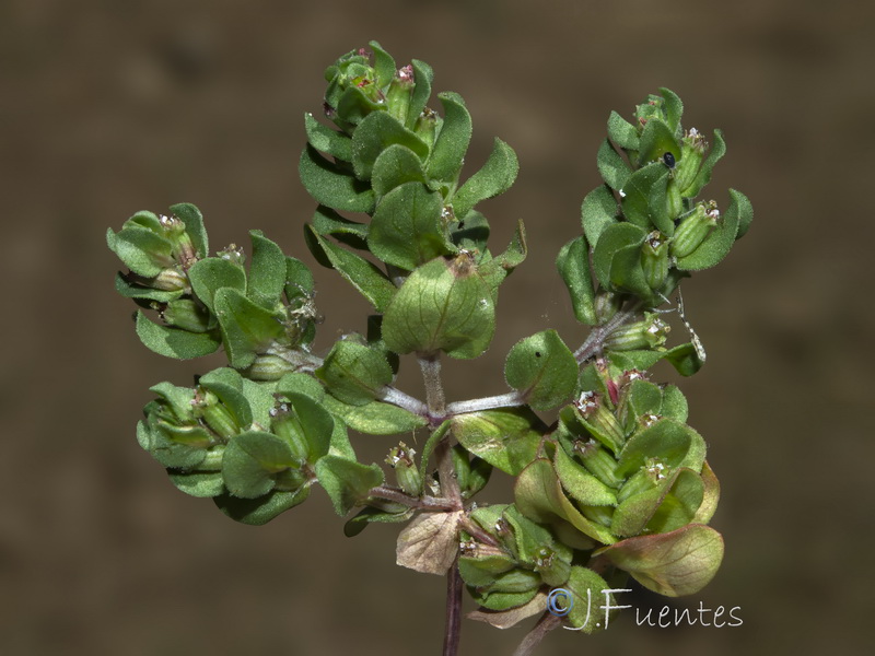 Lythrum borysthenicum.15