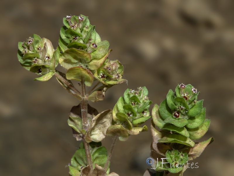 Lythrum borysthenicum.16