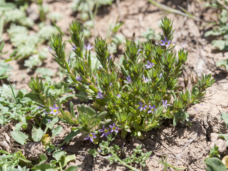 Lythrum hyssopifolia.01