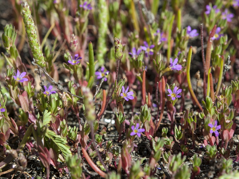 Lythrum hyssopifolia.04