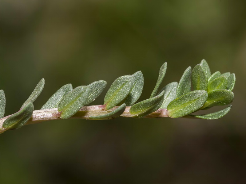 Lythrum hyssopifolia.05