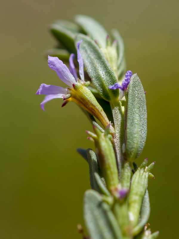 Lythrum hyssopifolia.09