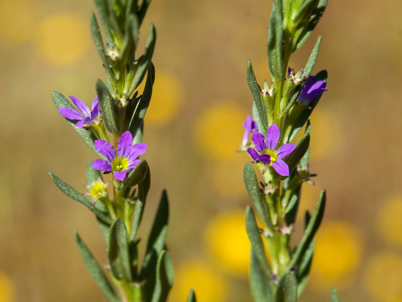 Lythrum hyssopifolia.11