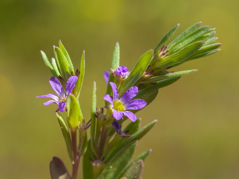 Lythrum hyssopifolia.15