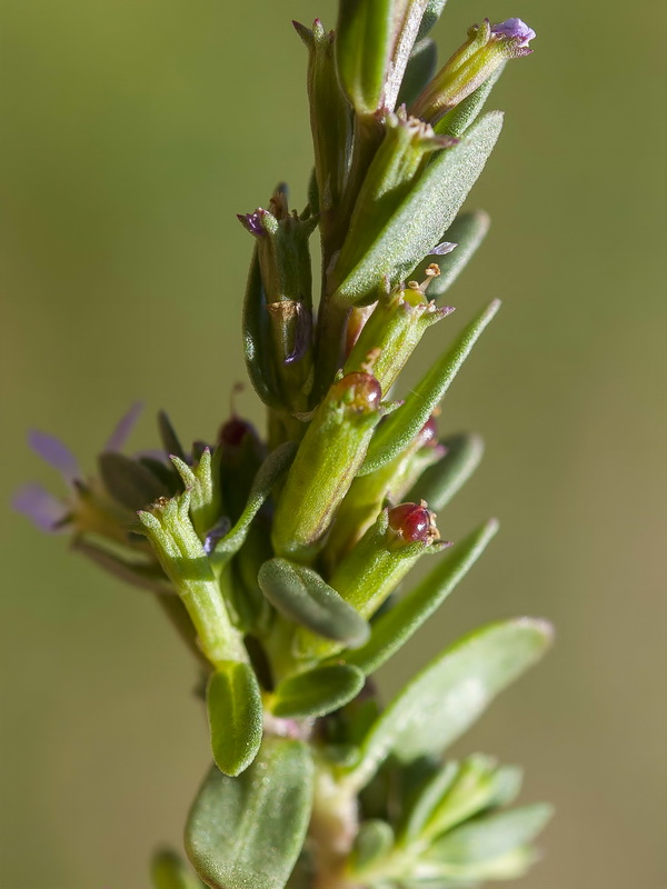 Lythrum hyssopifolia.27