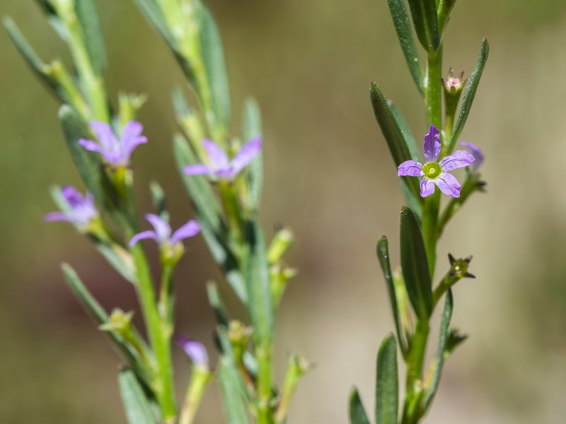 Lythrum hyssopifolia.33