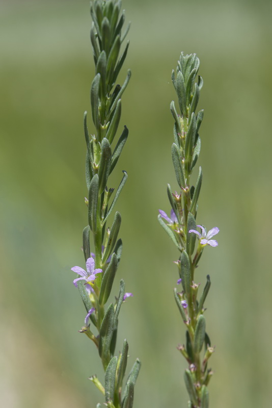 Lythrum hyssopifolia.34