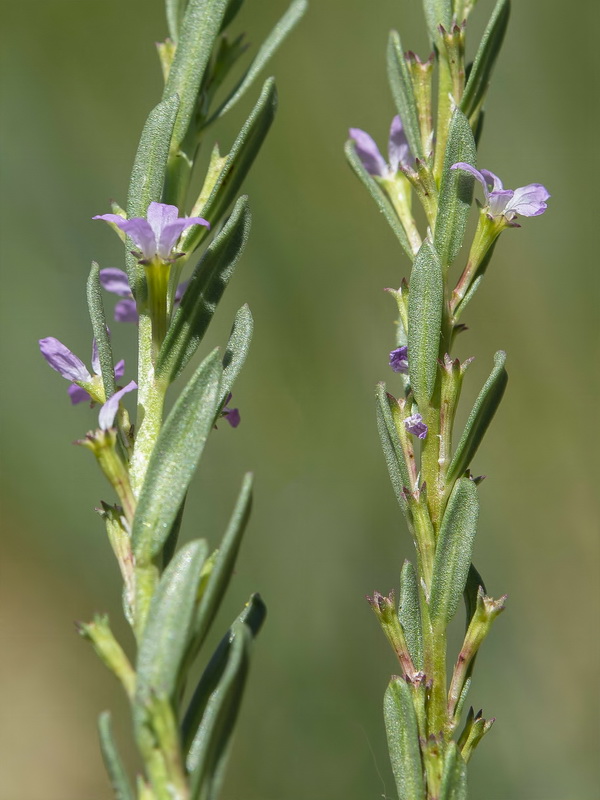 Lythrum hyssopifolia.36