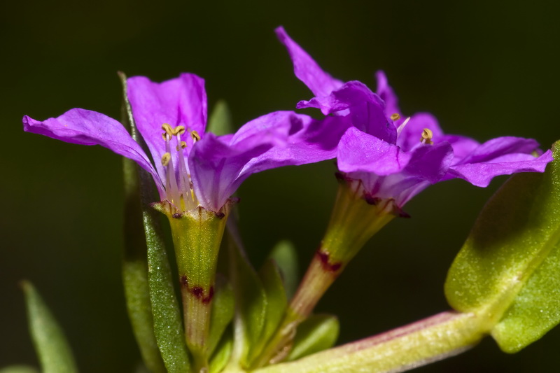 Lythrum junceum.09