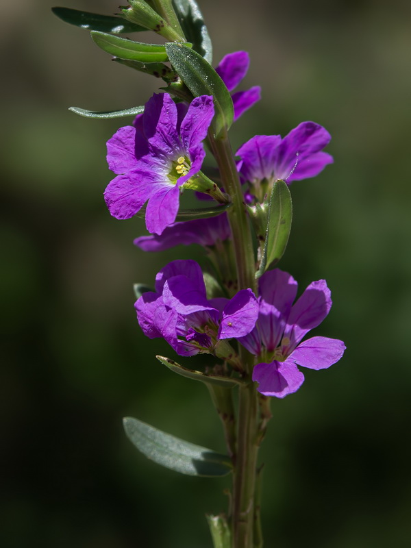 Lythrum junceum.39