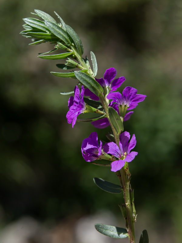 Lythrum junceum.40