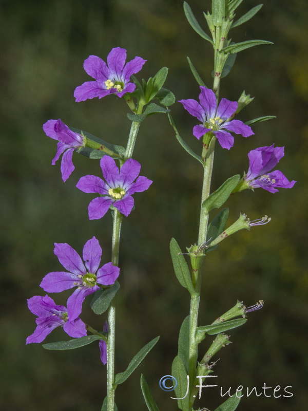 Lythrum junceum.42