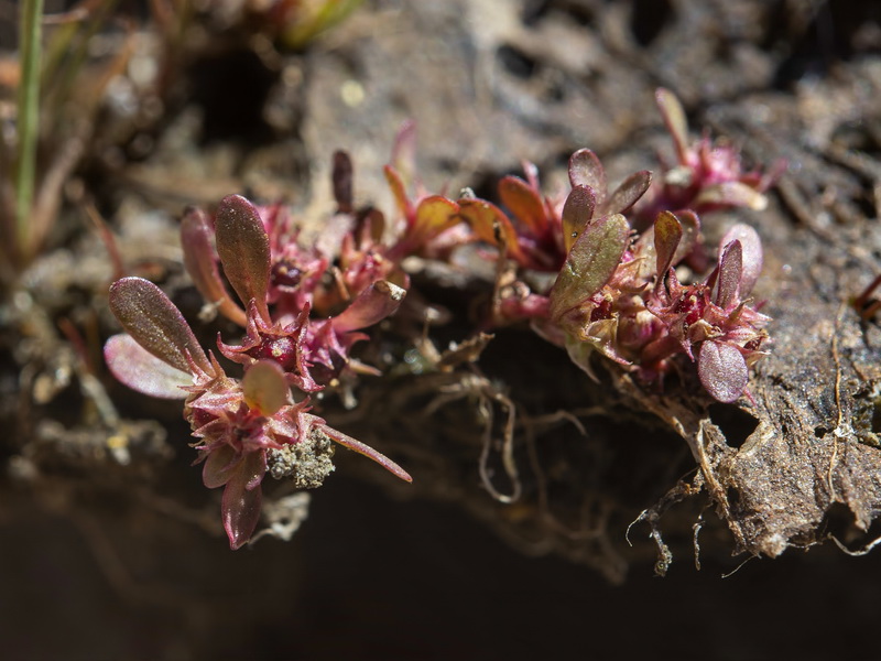 Lythrum portula.04