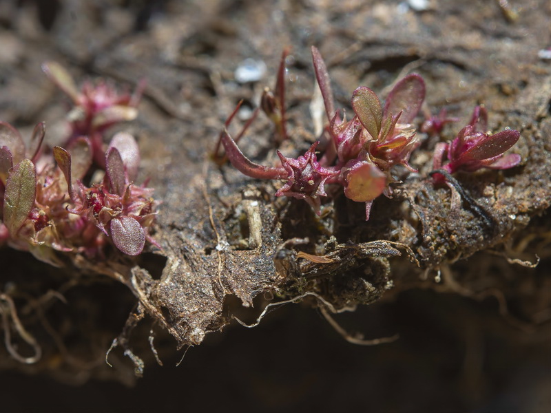 Lythrum portula.05