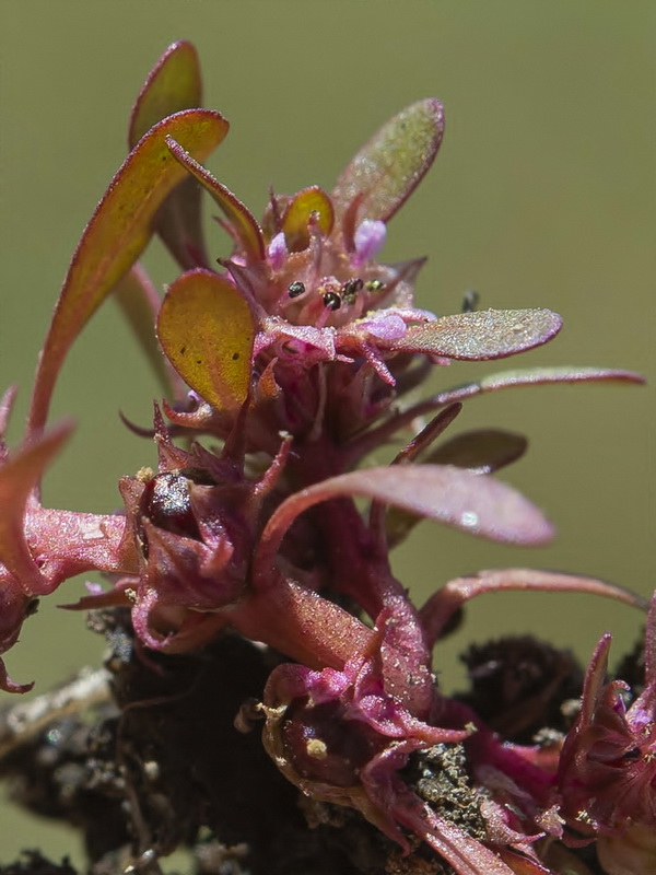 Lythrum portula.07