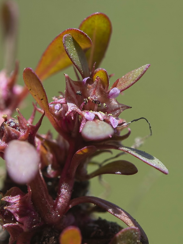 Lythrum portula.08