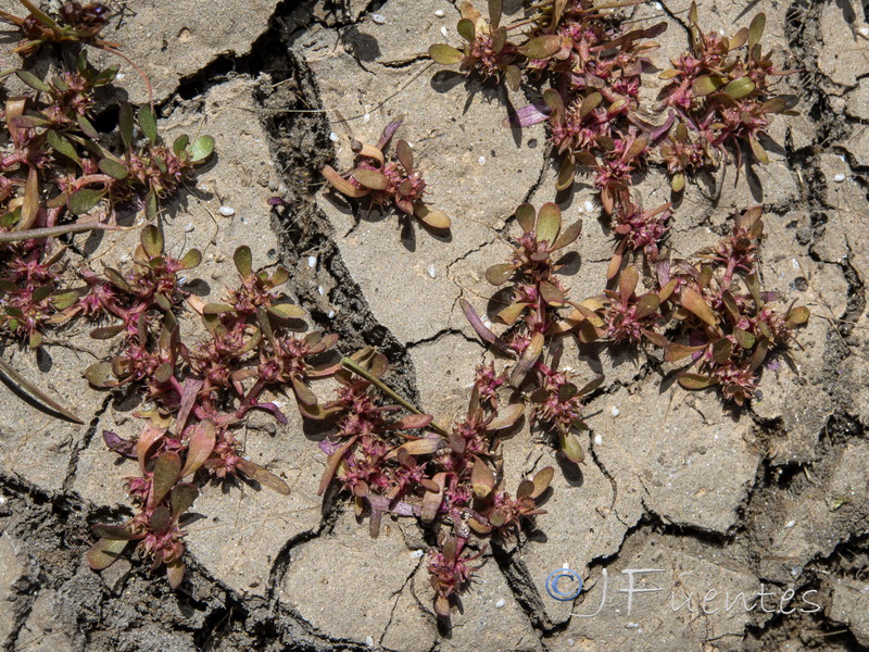 Lythrum portula.11