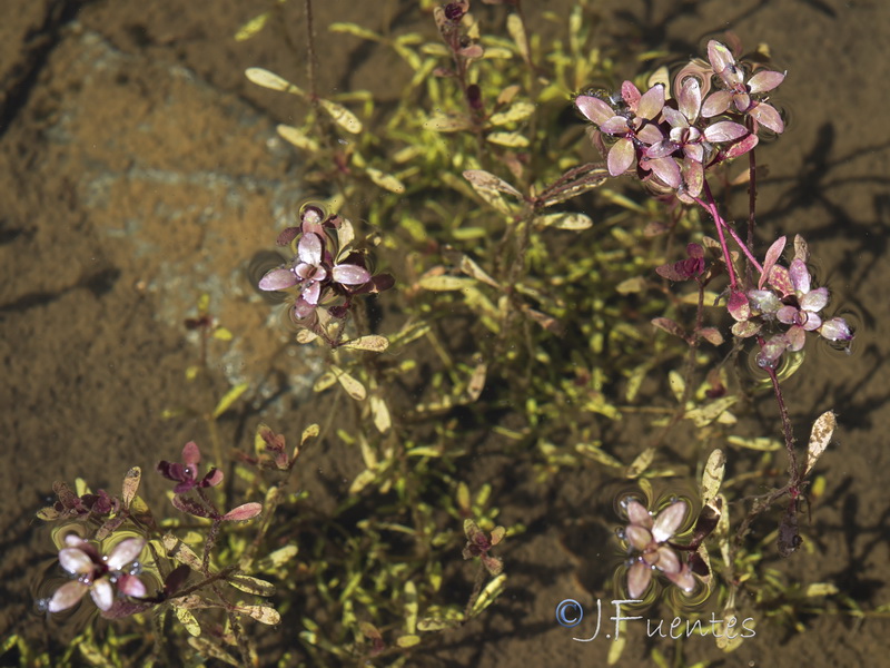 Lythrum portula.18