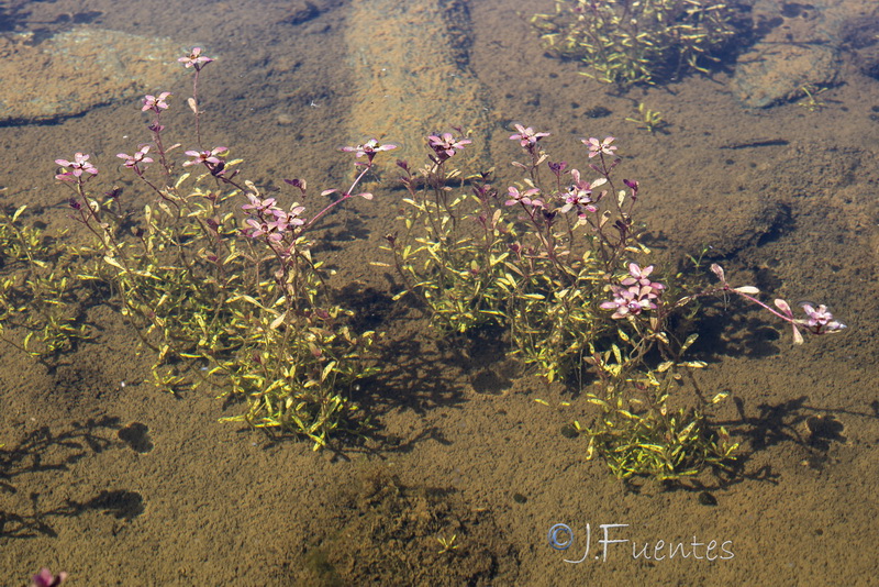 Lythrum portula.19