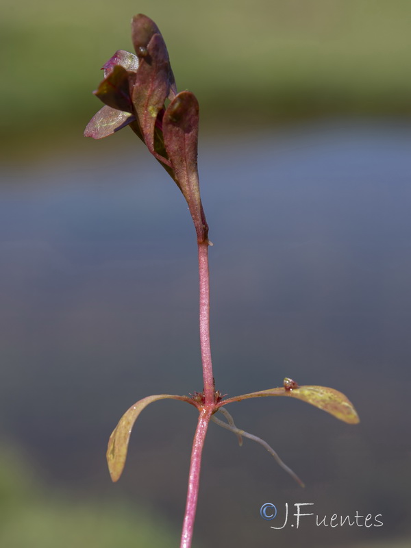 Lythrum portula.21