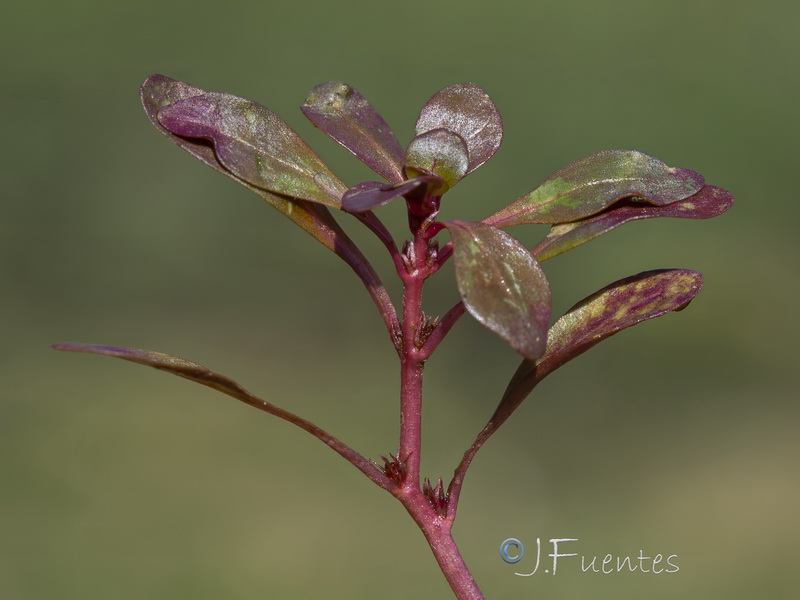 Lythrum portula.24
