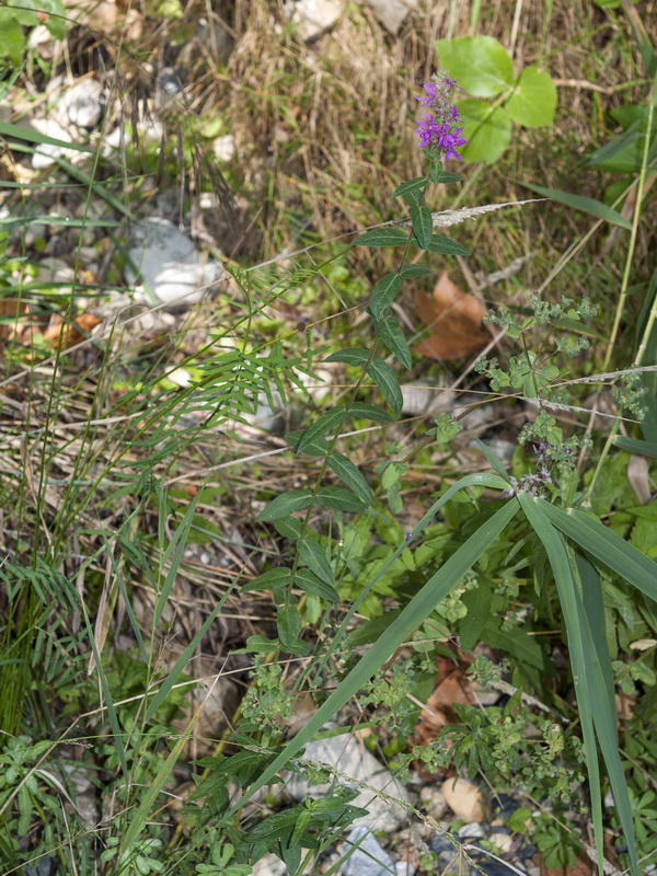 Lythrum salicaria.01