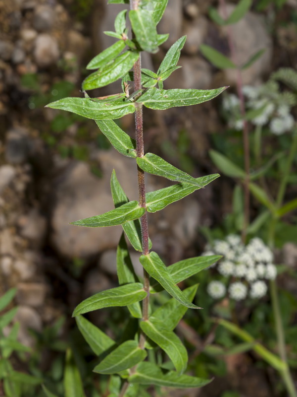 Lythrum salicaria.02