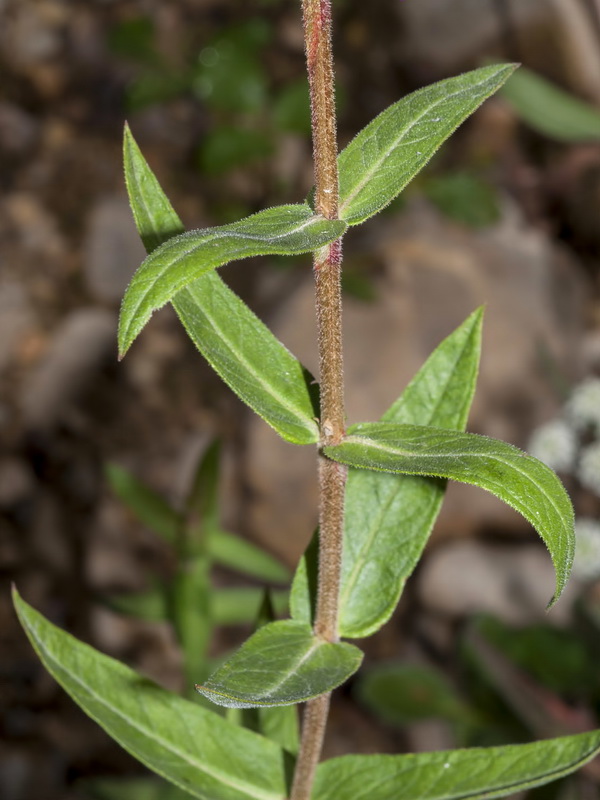 Lythrum salicaria.03