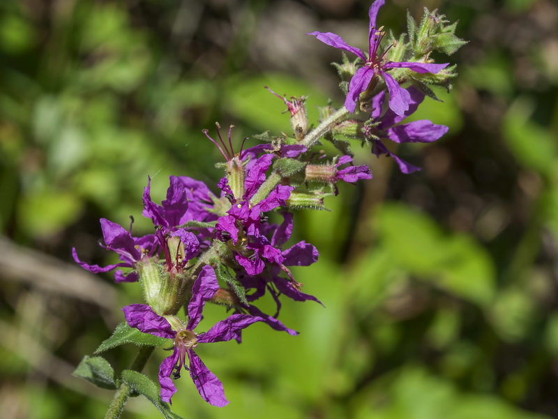 Lythrum salicaria.05