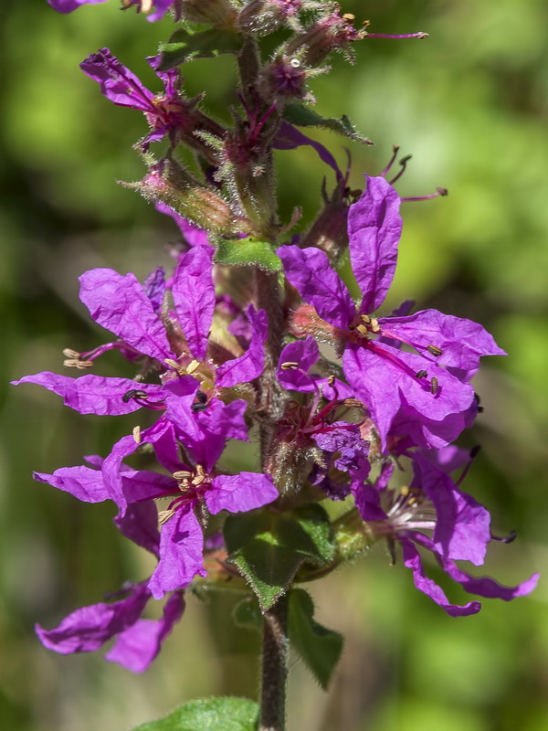 Lythrum salicaria.07