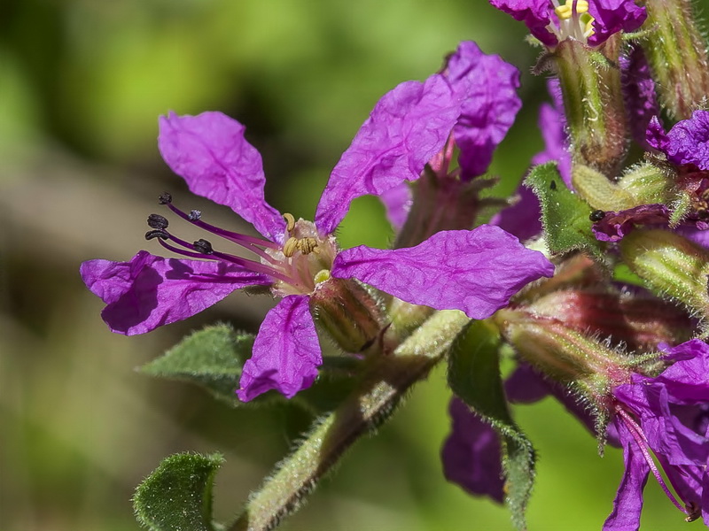 Lythrum salicaria.08