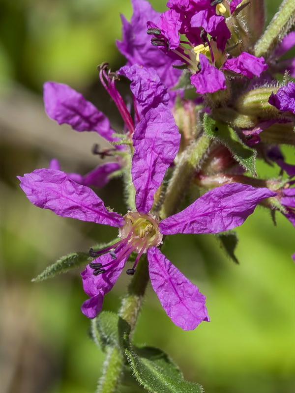 Lythrum salicaria.09