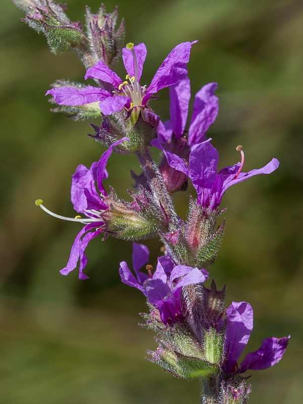 Lythrum salicaria.11