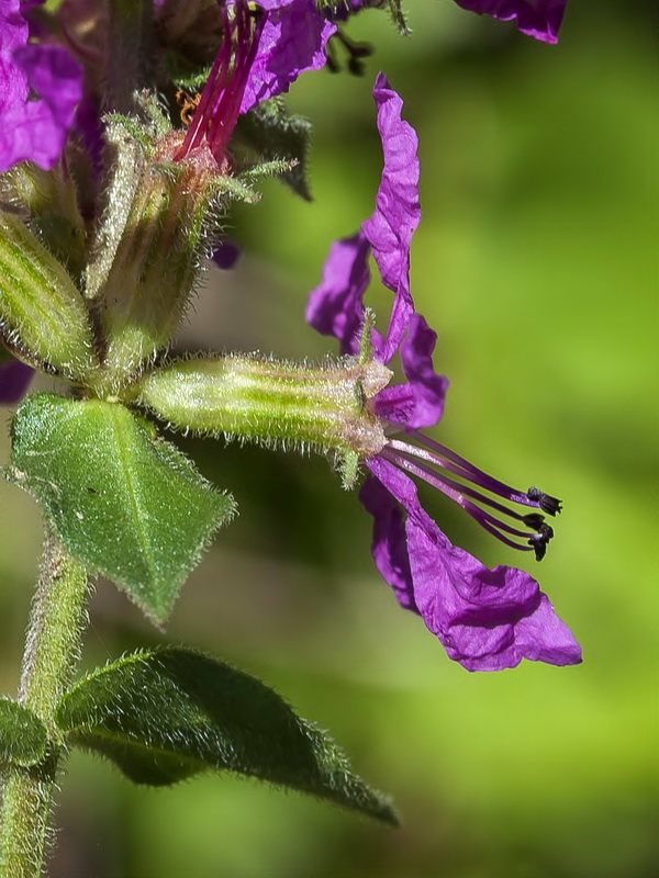 Lythrum salicaria.14