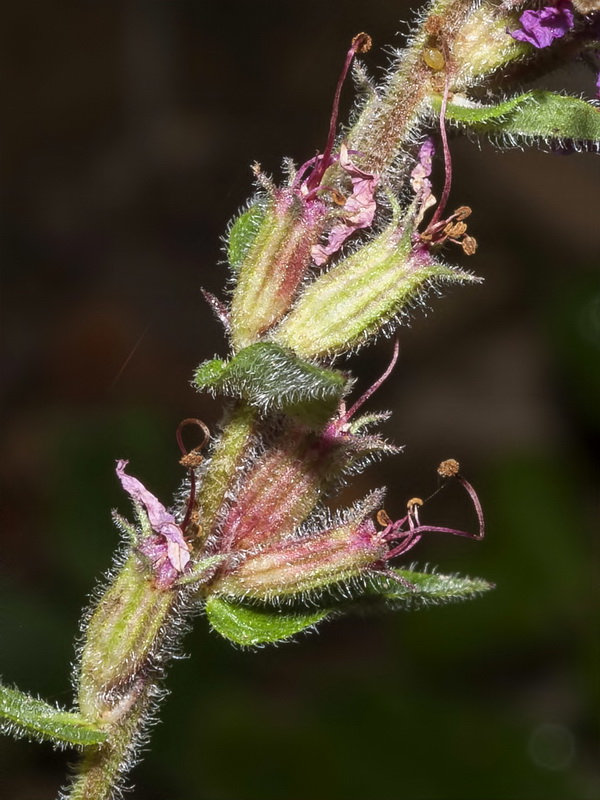 Lythrum salicaria.17