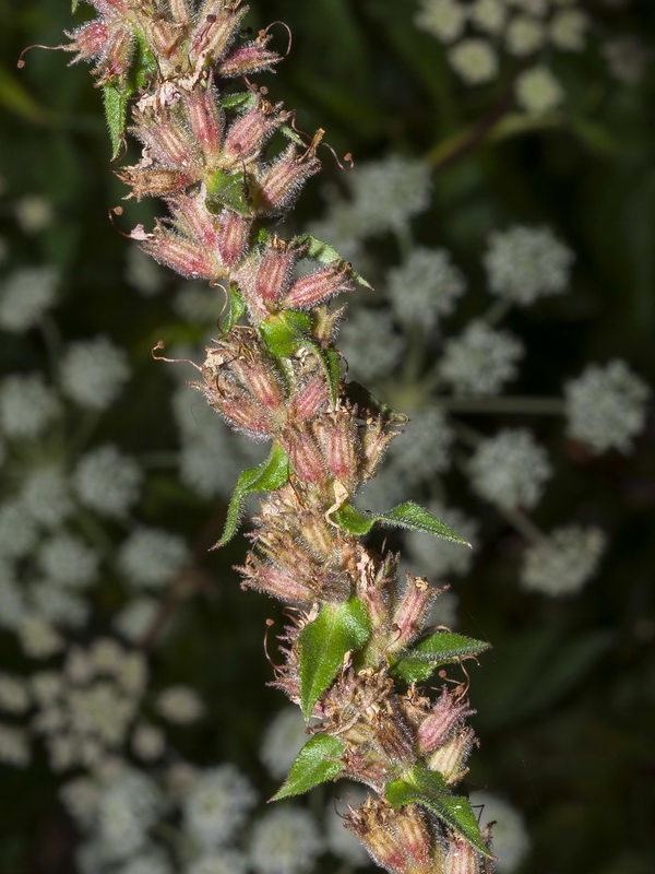 Lythrum salicaria.18