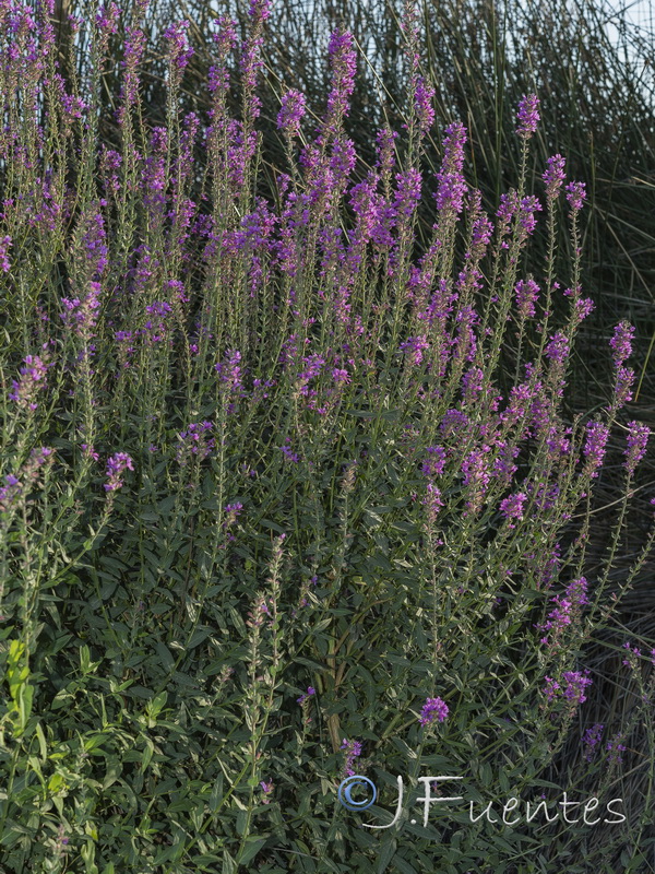 Lythrum salicaria.19