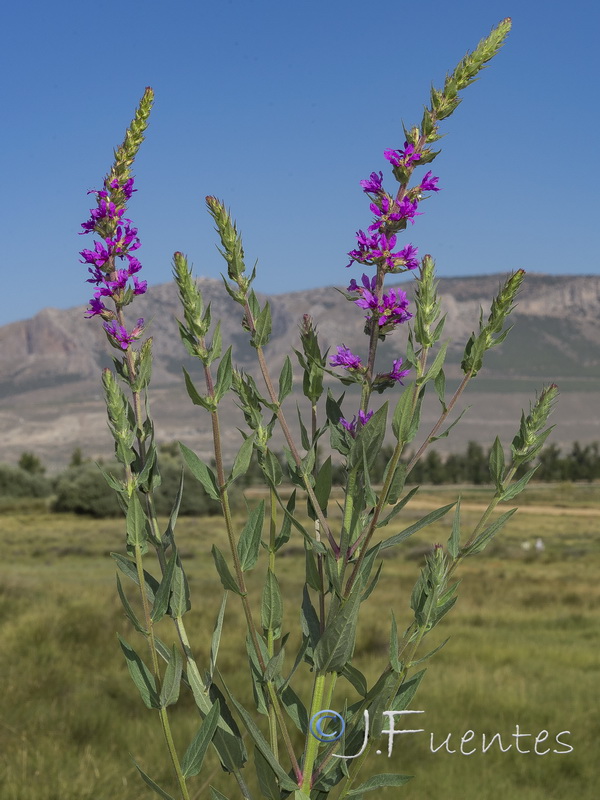 Lythrum salicaria.20