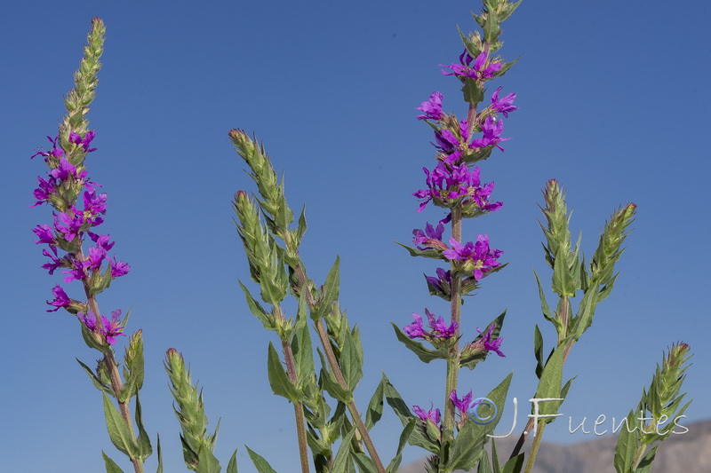 Lythrum salicaria.22