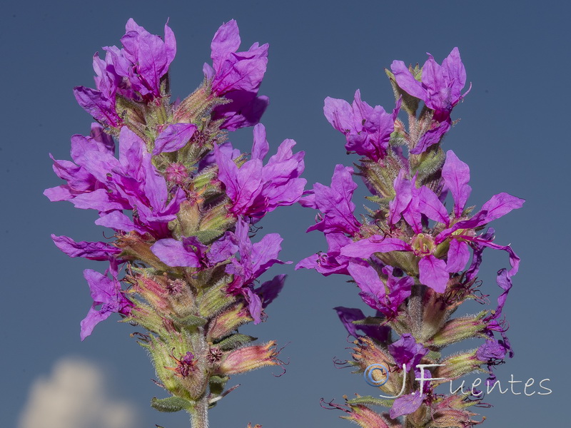 Lythrum salicaria.23