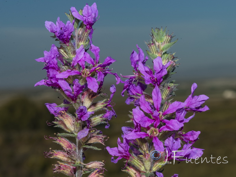 Lythrum salicaria.24