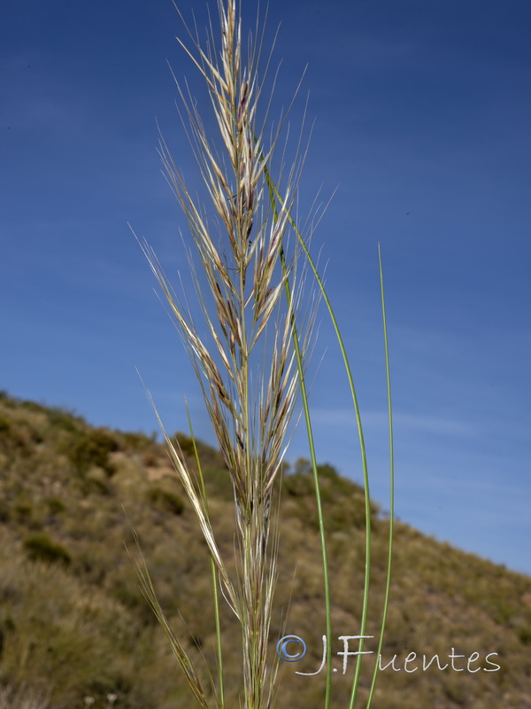 Macrochloa tenacissima tenassisima.04