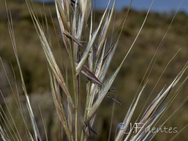 Macrochloa tenacissima tenassisima.05