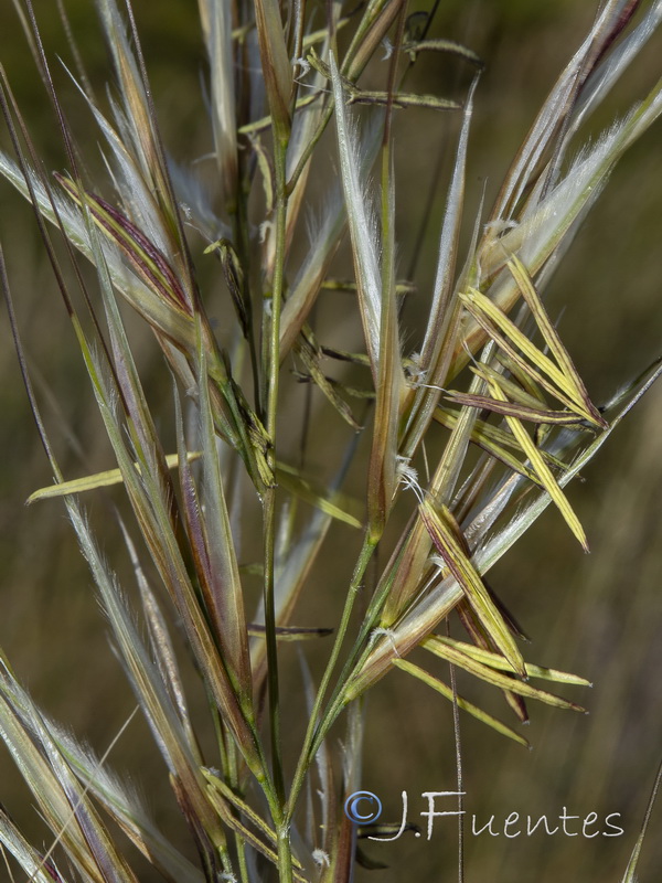 Macrochloa tenacissima tenassisima.06